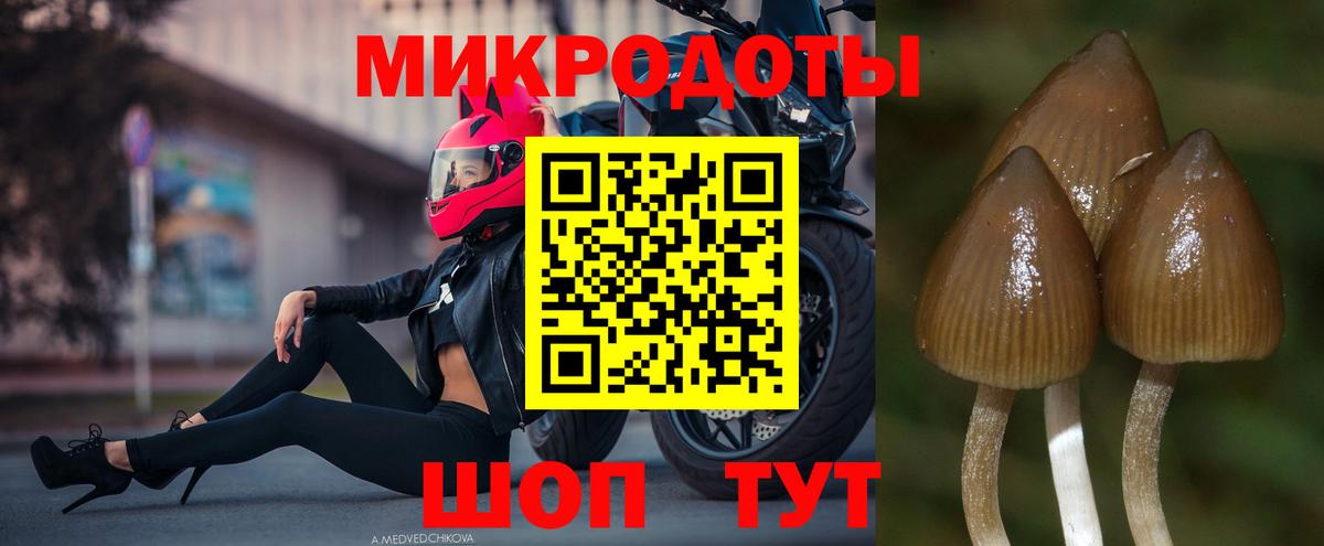 Псилоцибиновые грибы Cubensis Мелеуз